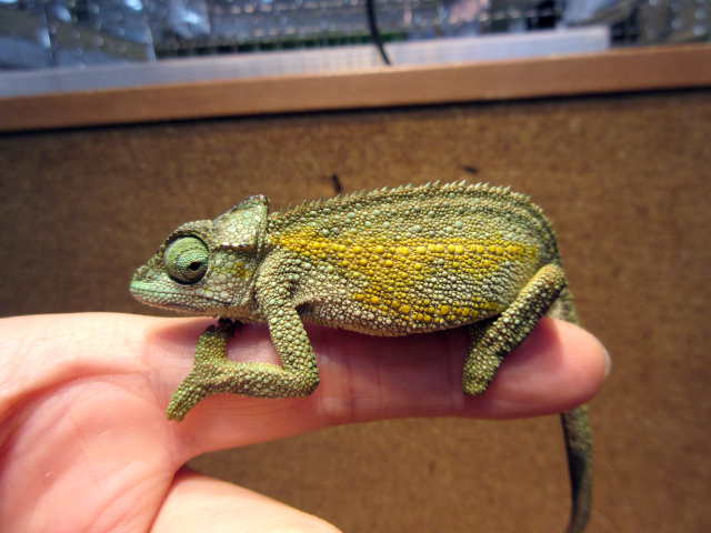 ルディスカメレオン(9)