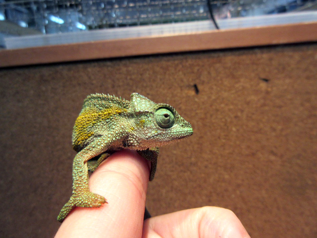 ルディスカメレオン(10)