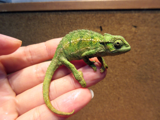 ルディスカメレオン(11)