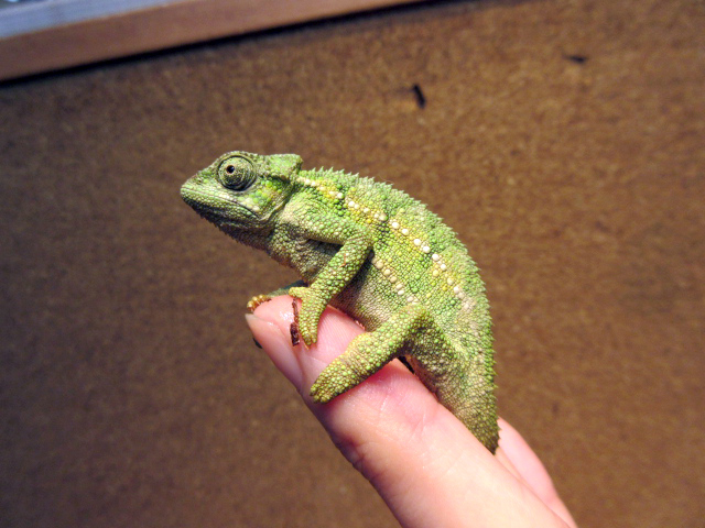 ルディスカメレオン(12)