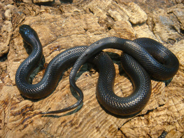 メキシカンブラックキングスネーク(12)