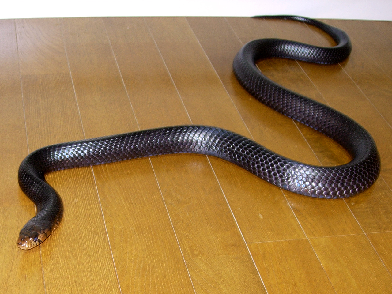イースタンインディゴスネーク(4)