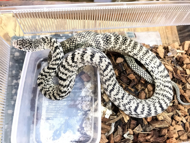 ユンナンシュウダ