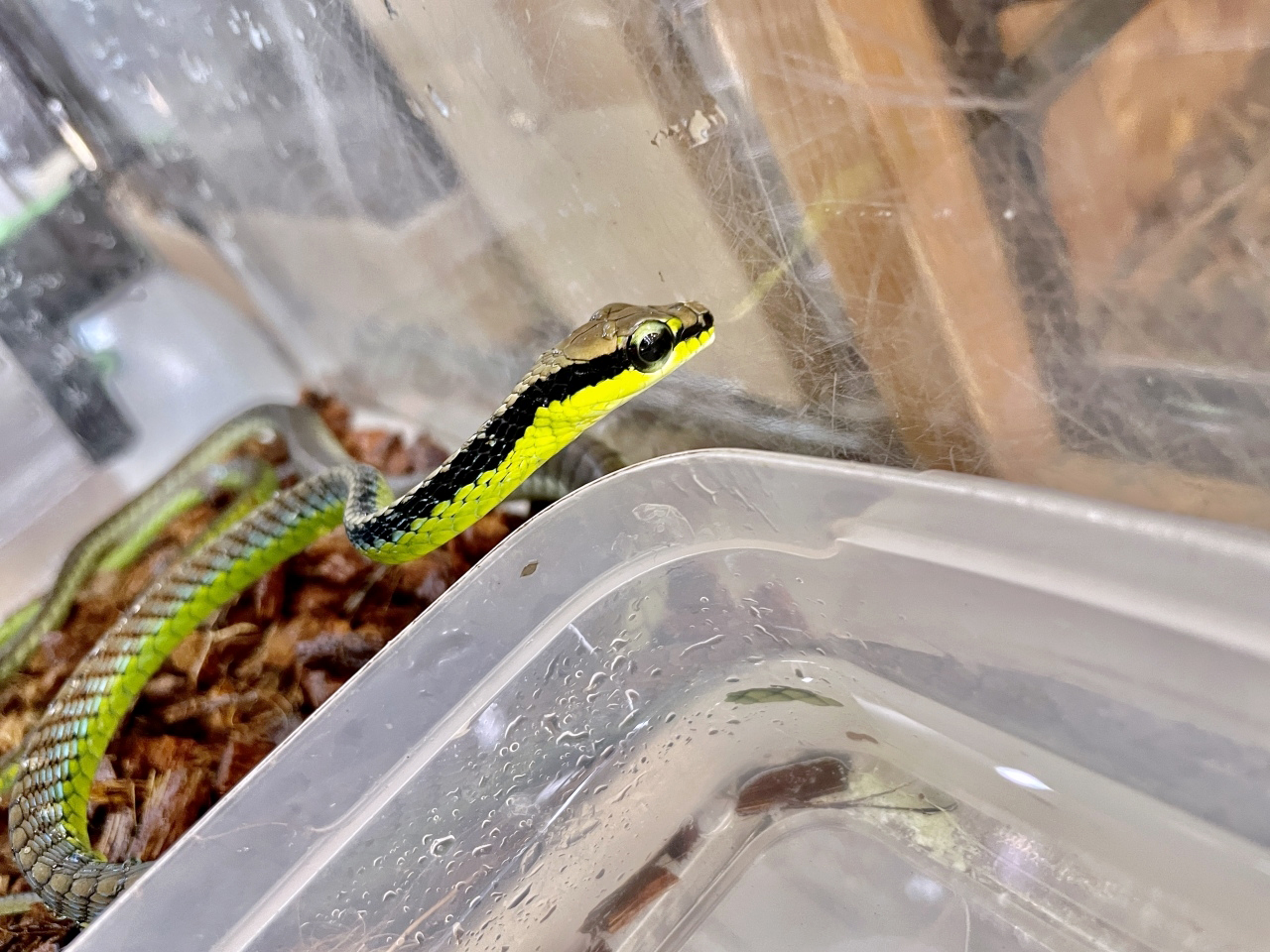 ニシキブロンズヘビ(2)