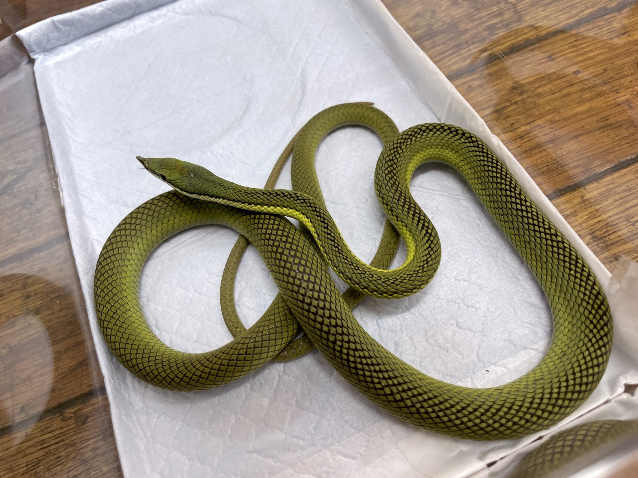 バロンコダマヘビ(1)