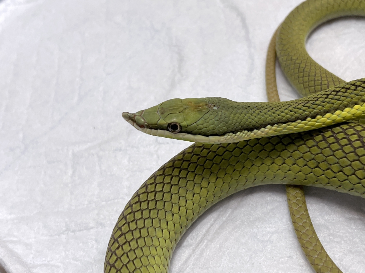 バロンコダマヘビ(3)