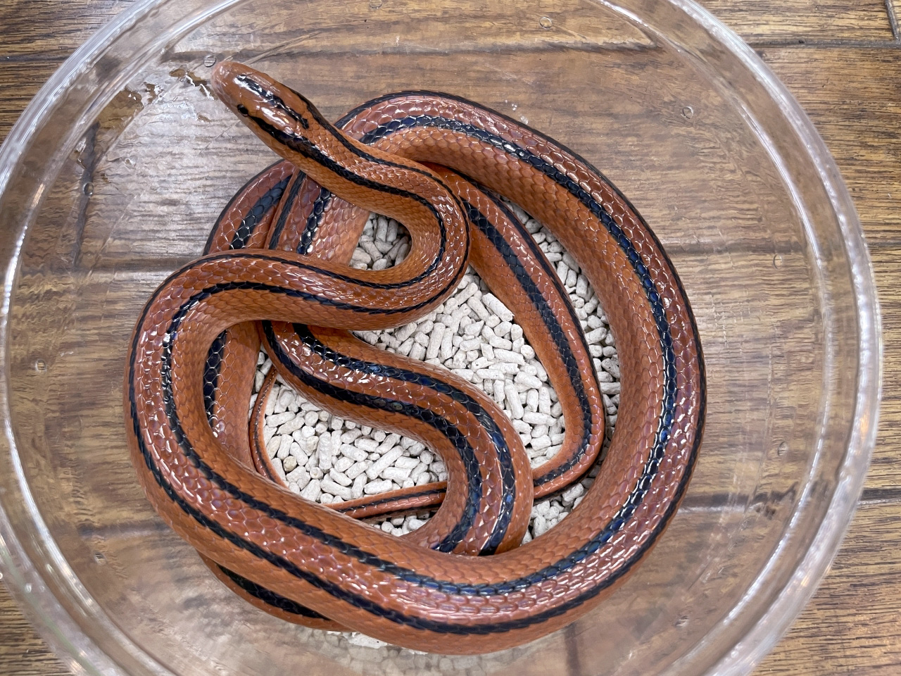 コクシーベニナメラ(2)