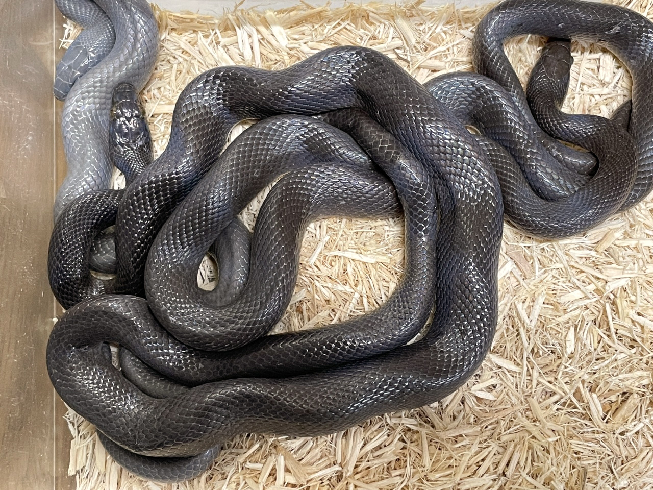 ブラックハウススネーク(9)