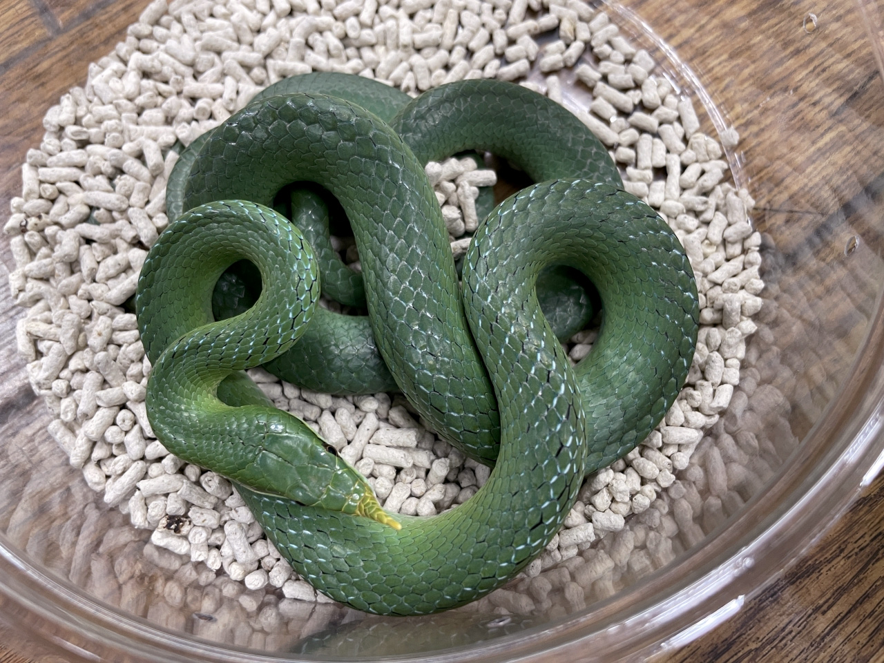 ライノラットスネーク(2)