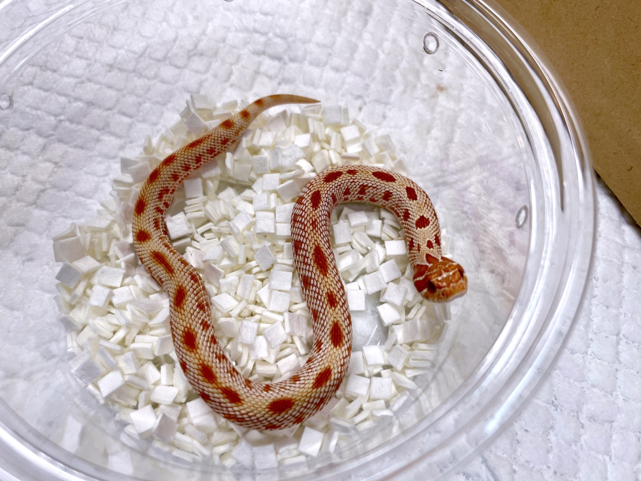 セイブシシバナヘビ(7)