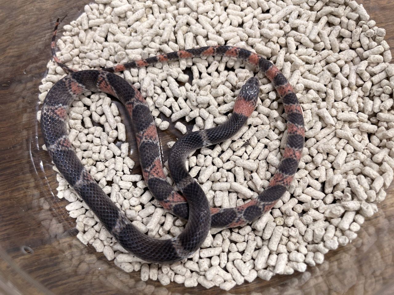 エスタンシアホソヤブヘビ(1)