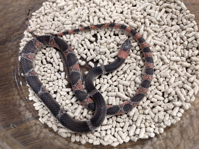 エスタンシアホソヤブヘビ