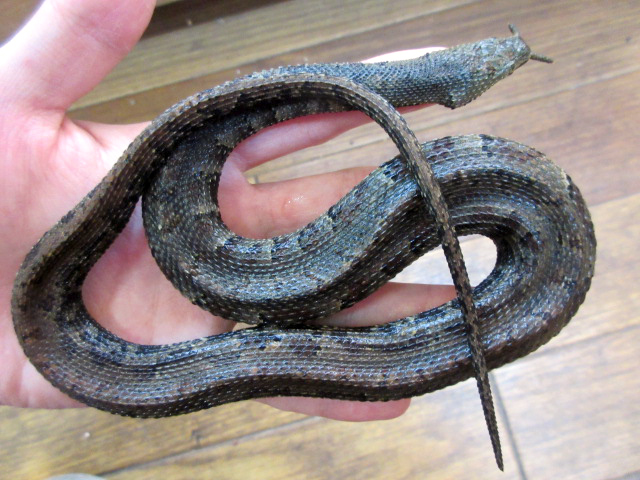 ヒゲミズヘビ(1)