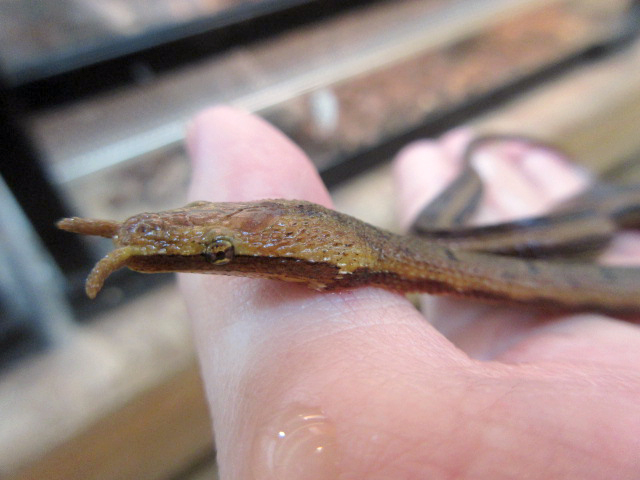 ヒゲミズヘビ(3)