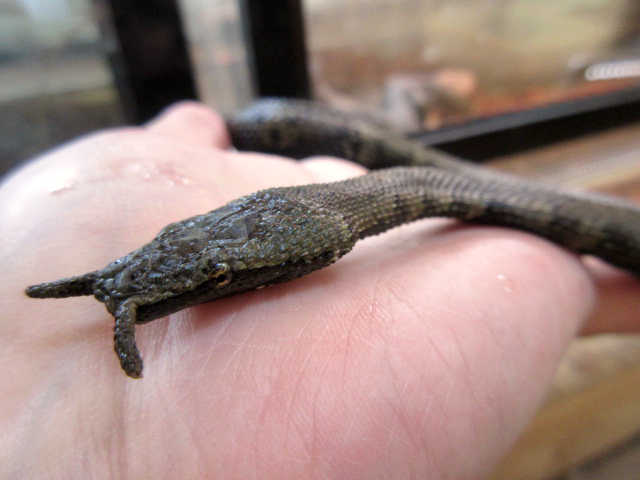 ヒゲミズヘビ(4)