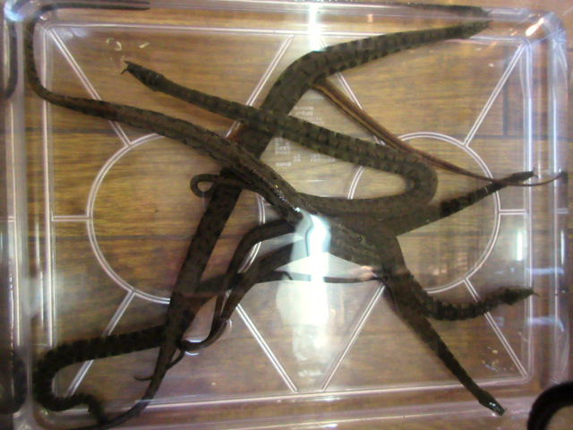 ヒゲミズヘビ(9)