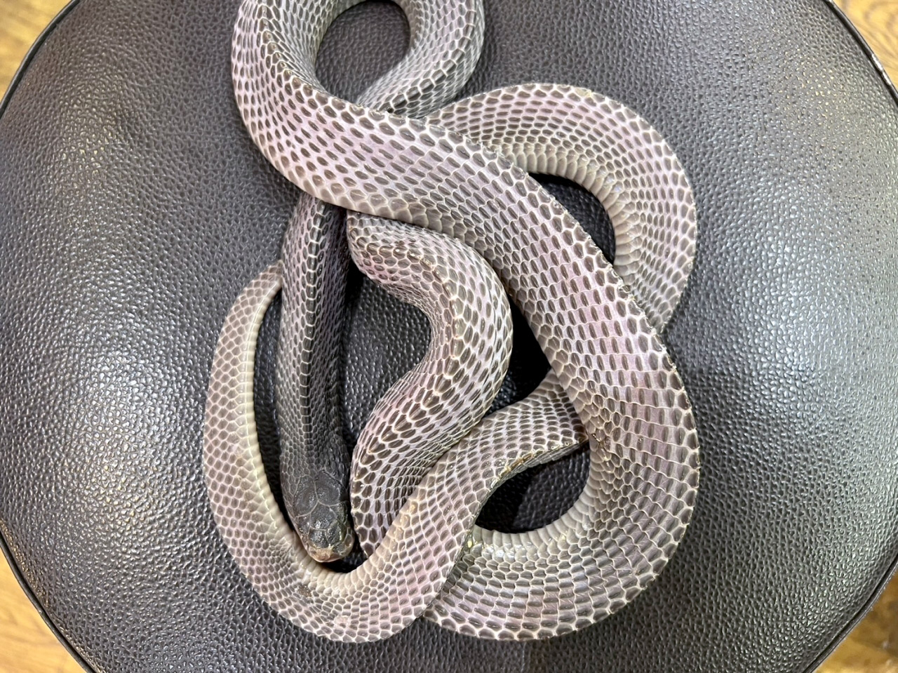 クロスサンカクヘビ(8)