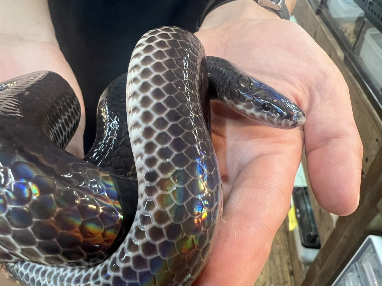 サンビームヘビ(9)