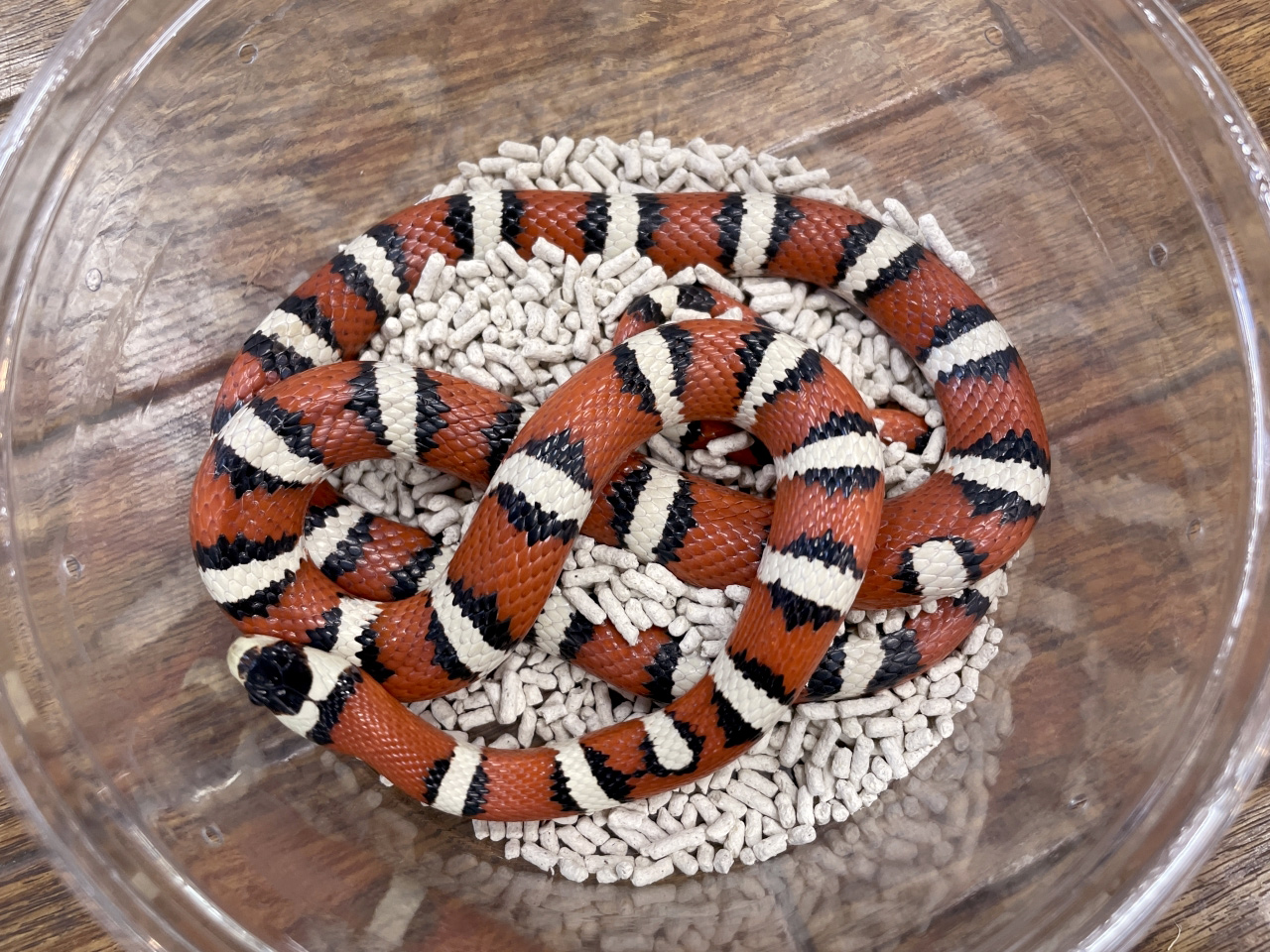 アリゾナマウンテンキングスネーク(2)