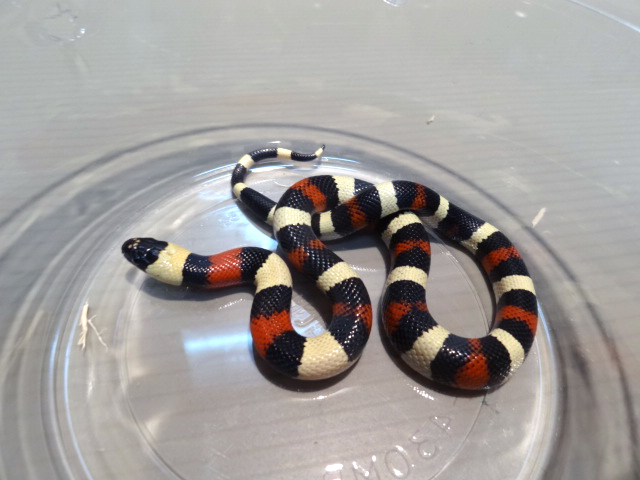 プエブランミルクスネーク(3)