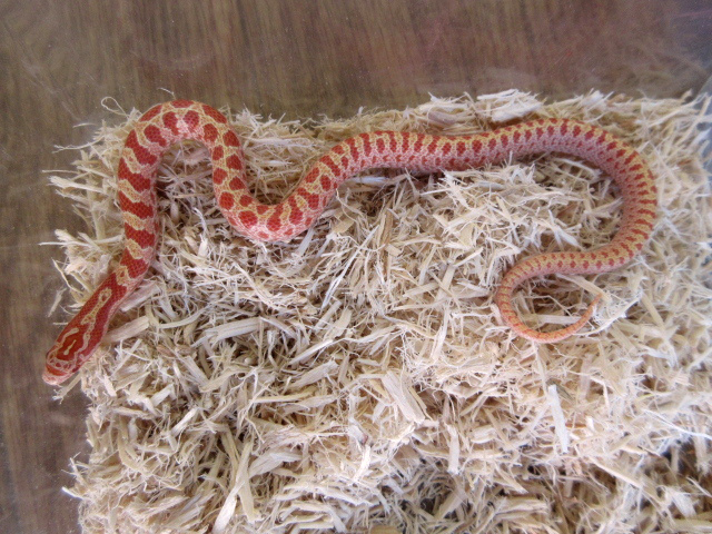 プレーリーキングスネーク(7)