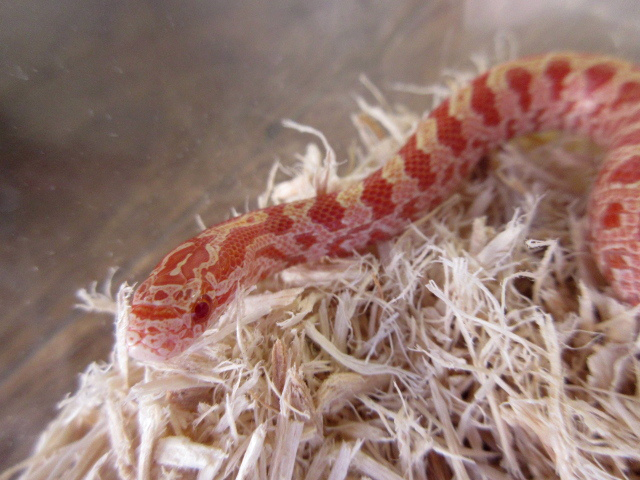 プレーリーキングスネーク(8)