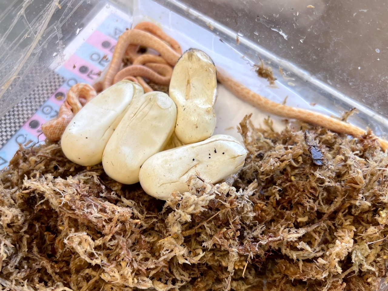 アオダイショウ(6)