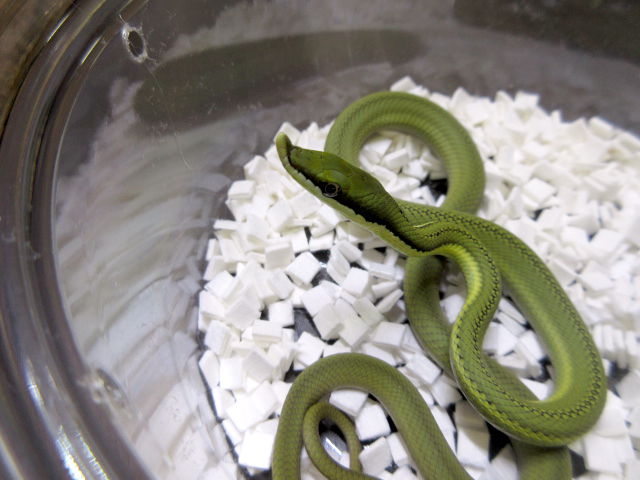 バロンコダマヘビ(10)