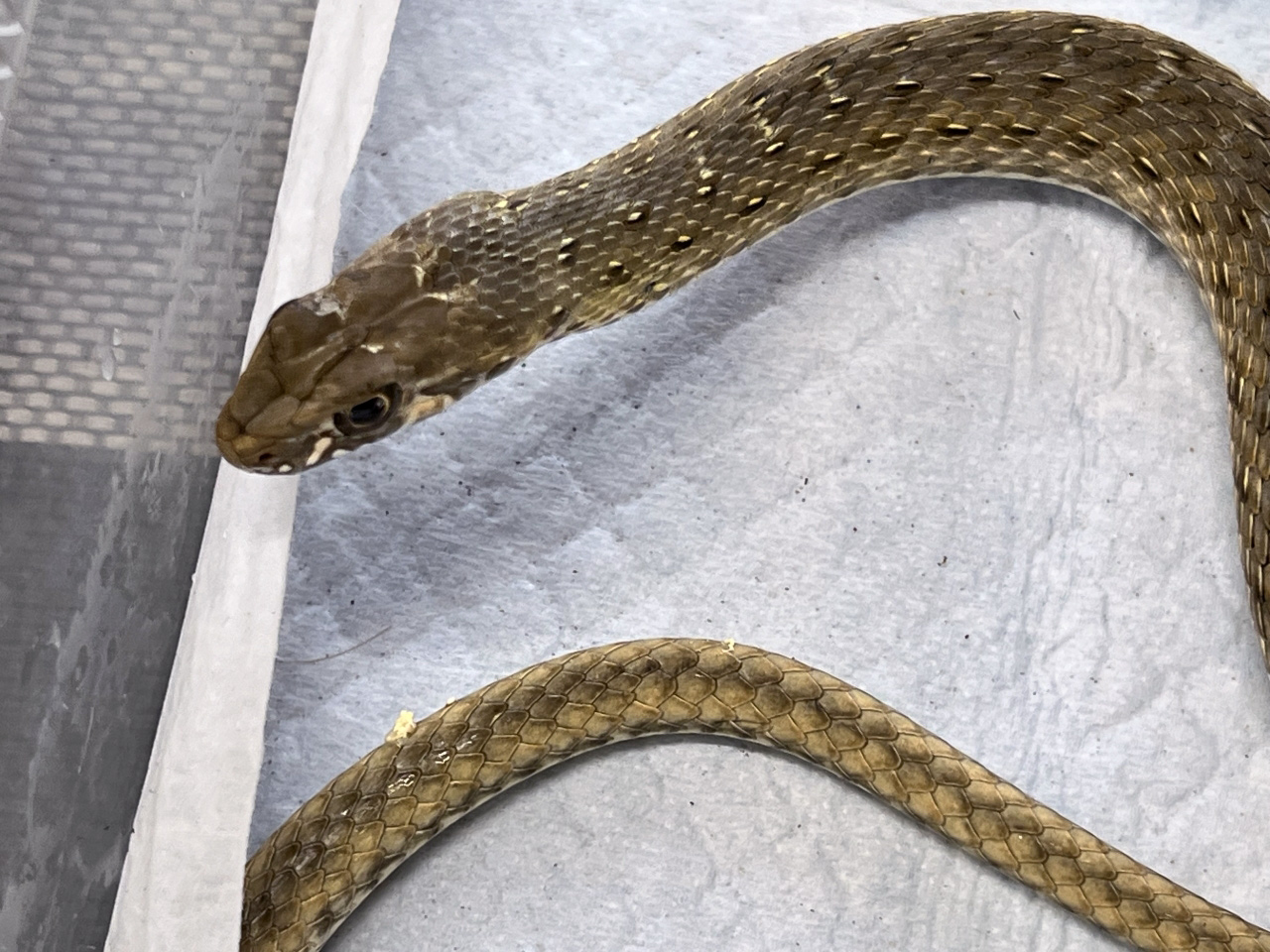 モンペリエヘビ(5)