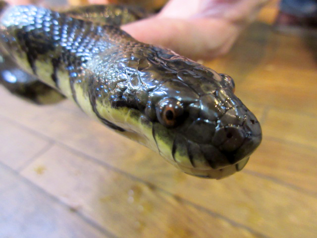 オオミズヘビ(2)