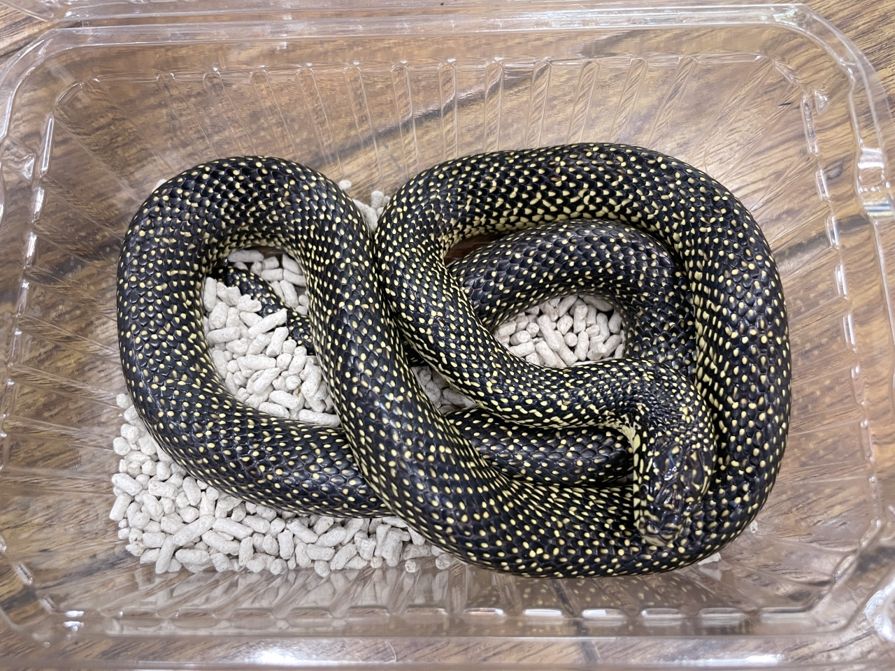 スペックルドキングスネーク(2)