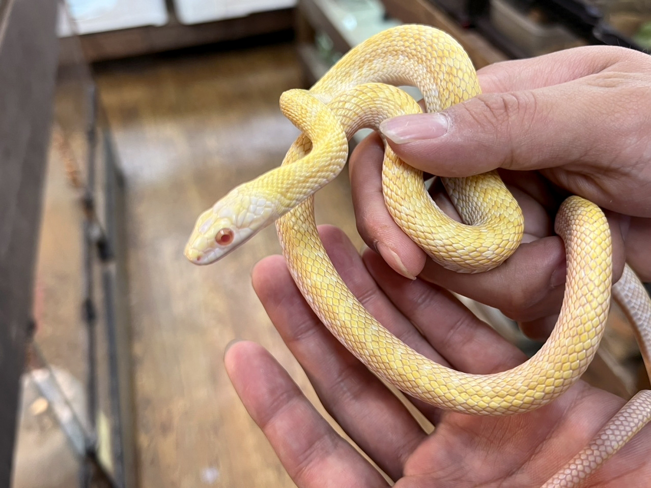 アオダイショウ(4)