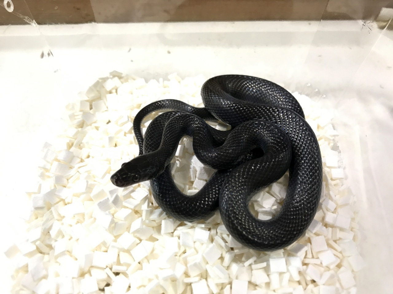 ブラックハウススネーク(6)
