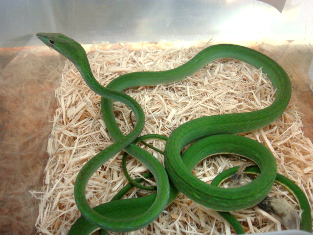 オオアオムチヘビ(6)