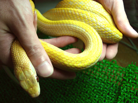 タイリクスジオ(4)