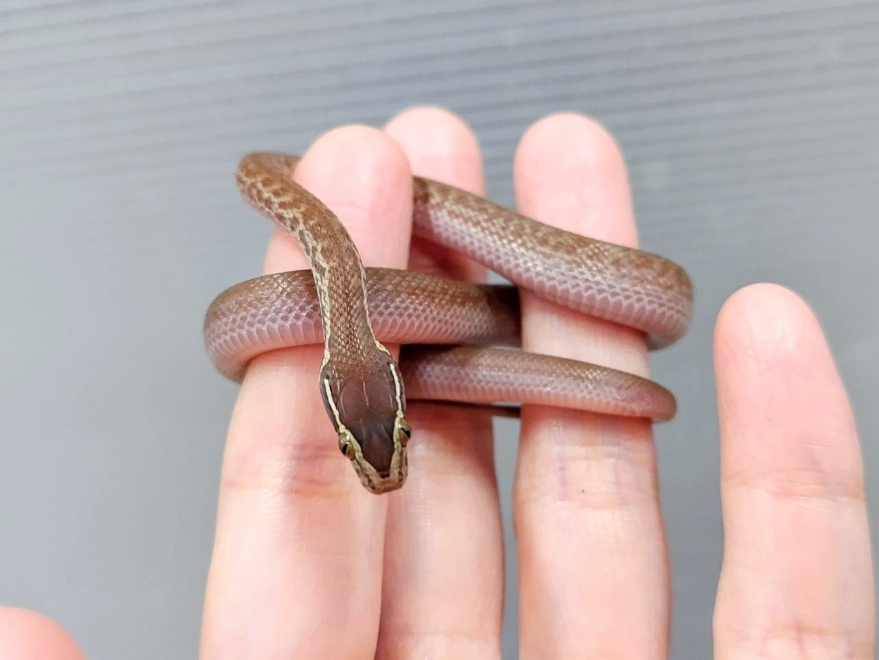 ケープハウススネーク(2)