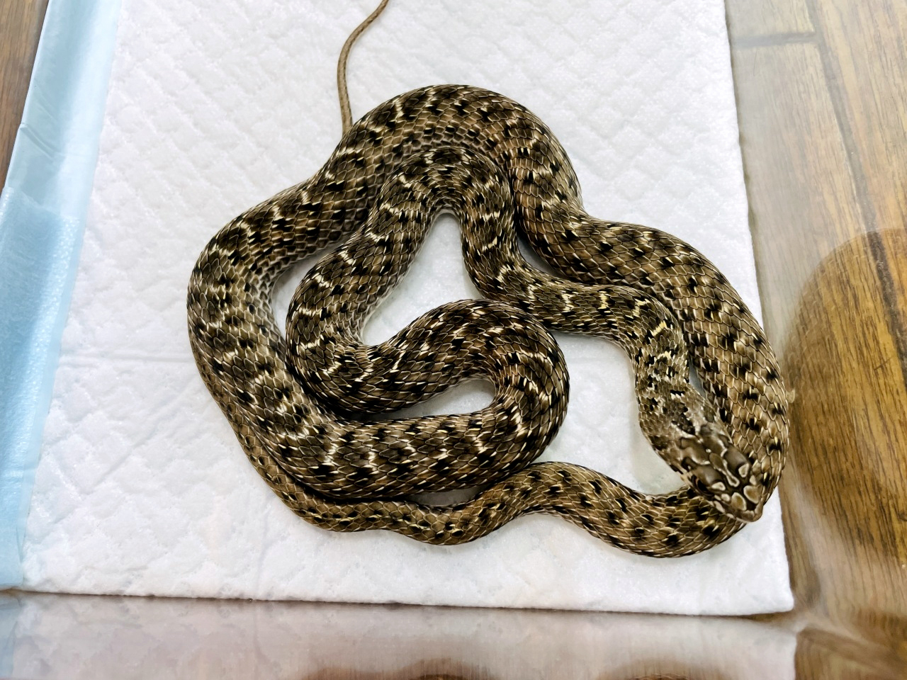 モンペリエヘビ(1)