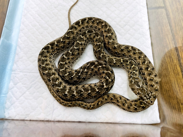 モンペリエヘビ