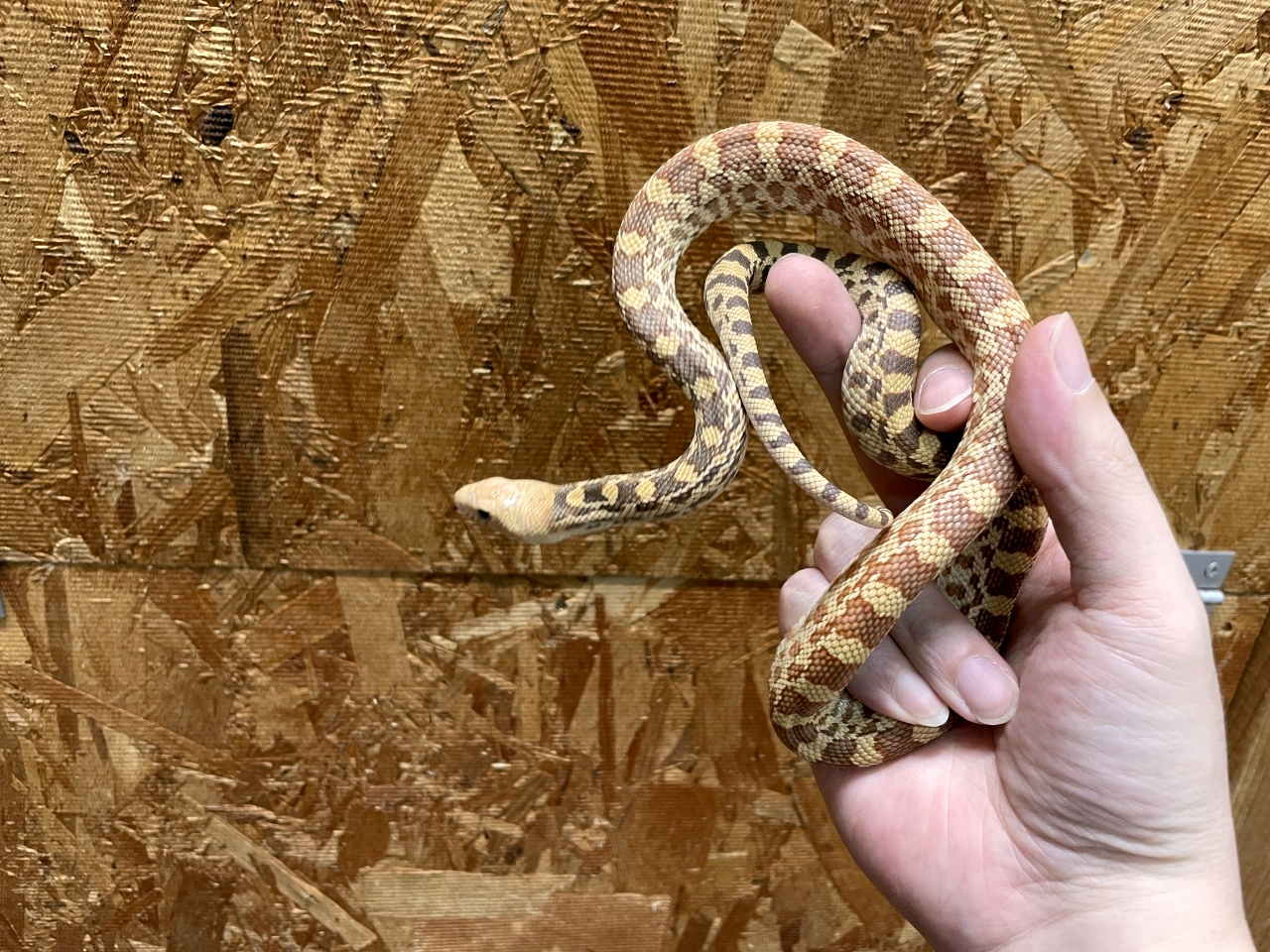 ブルスネーク(7)