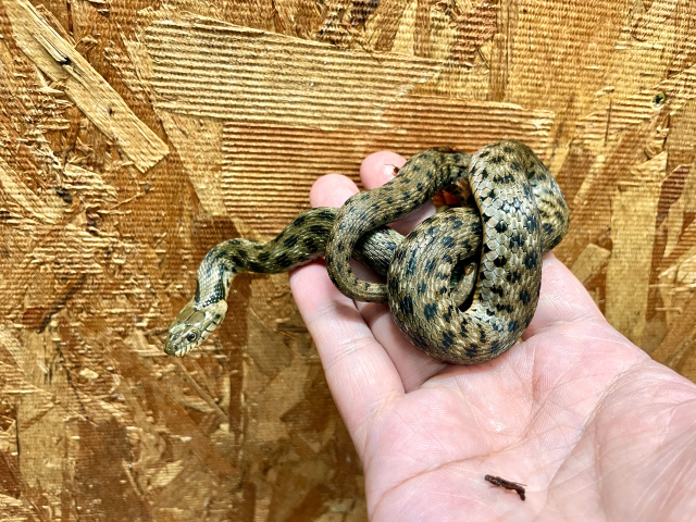 ダイスヤマカガシ