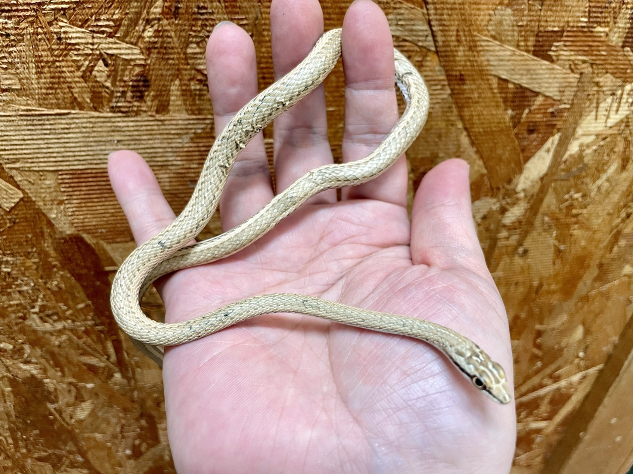 ショーカーアレチヘビ(2)