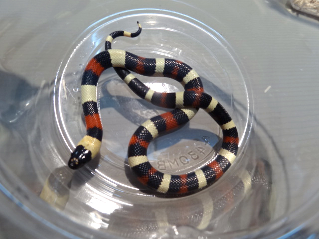 プエブランミルクスネーク(4)