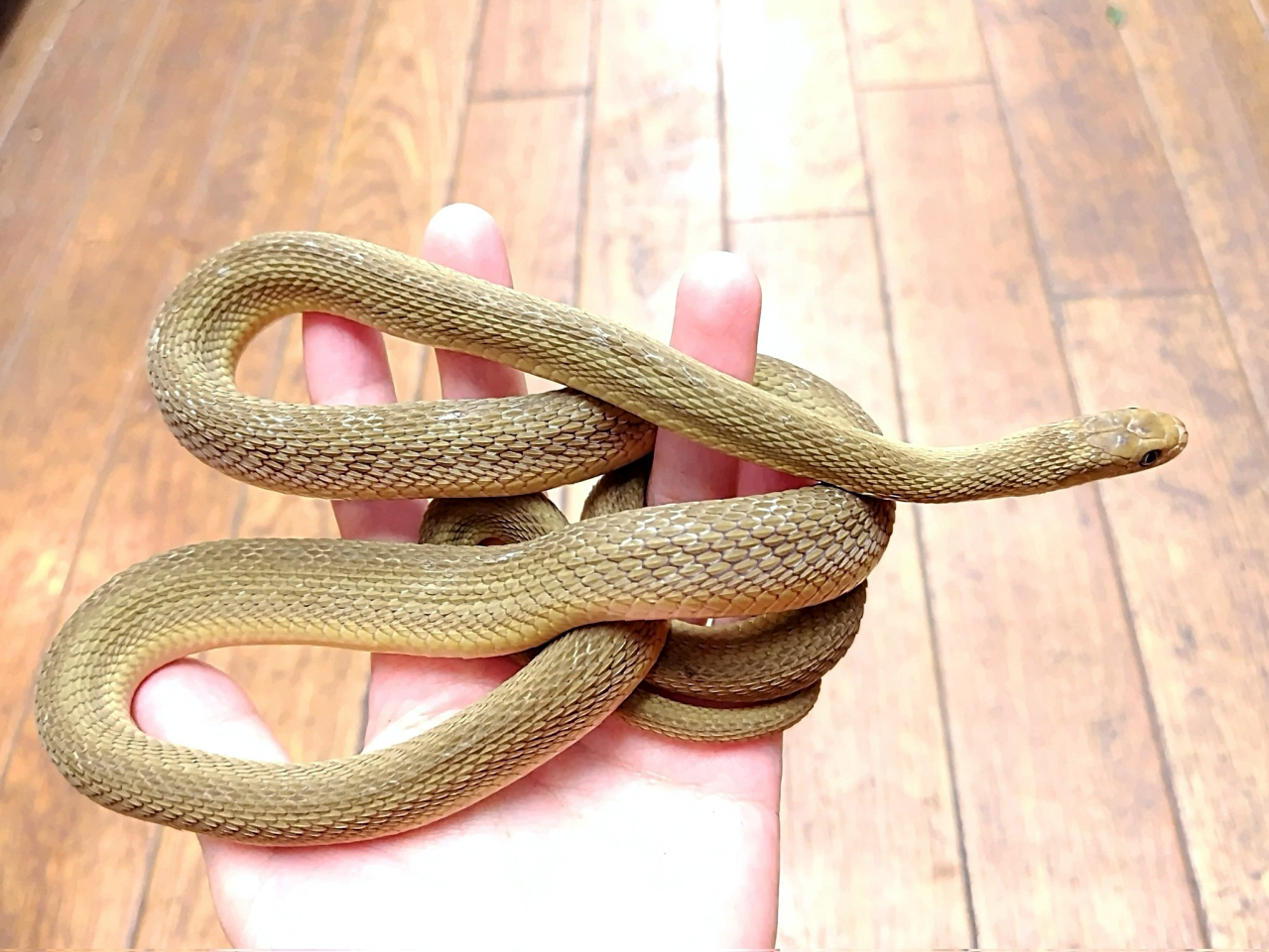 ミドリタマゴヘビ(9)