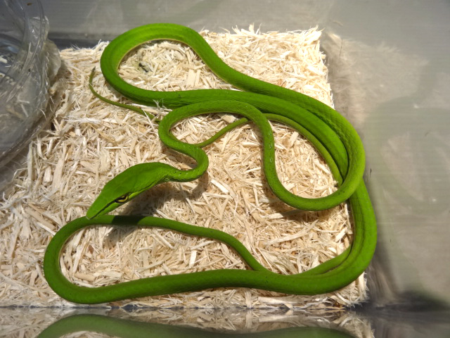 オオアオムチヘビ(3)