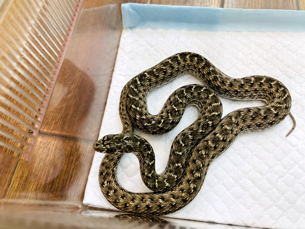 モンペリエヘビ(2)