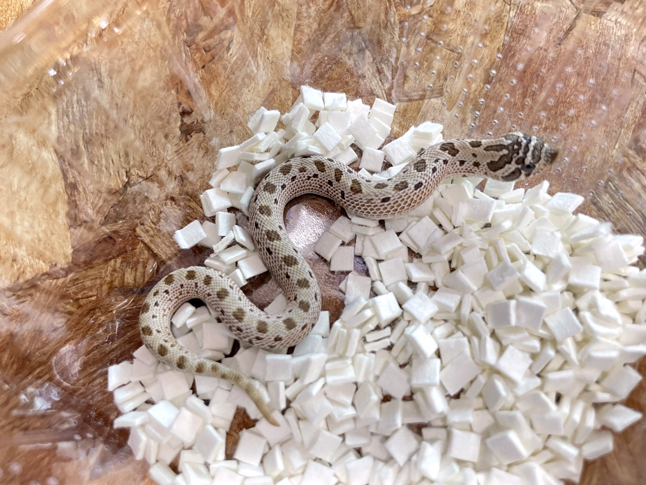 セイブシシバナヘビ(5)