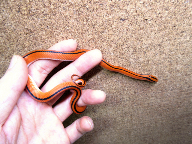 コクシーベニナメラ(4)