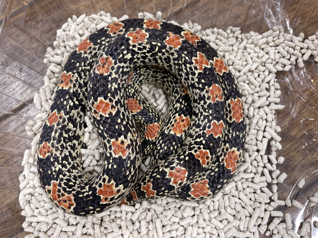 テキサスハナナガヘビ(2)