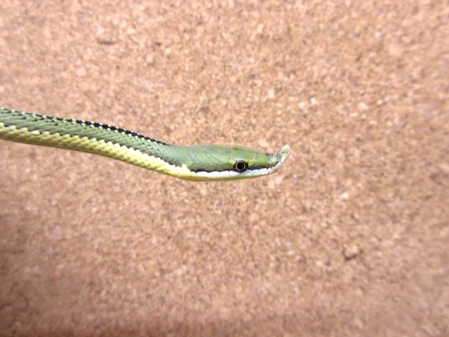 バロンコダマヘビ(6)