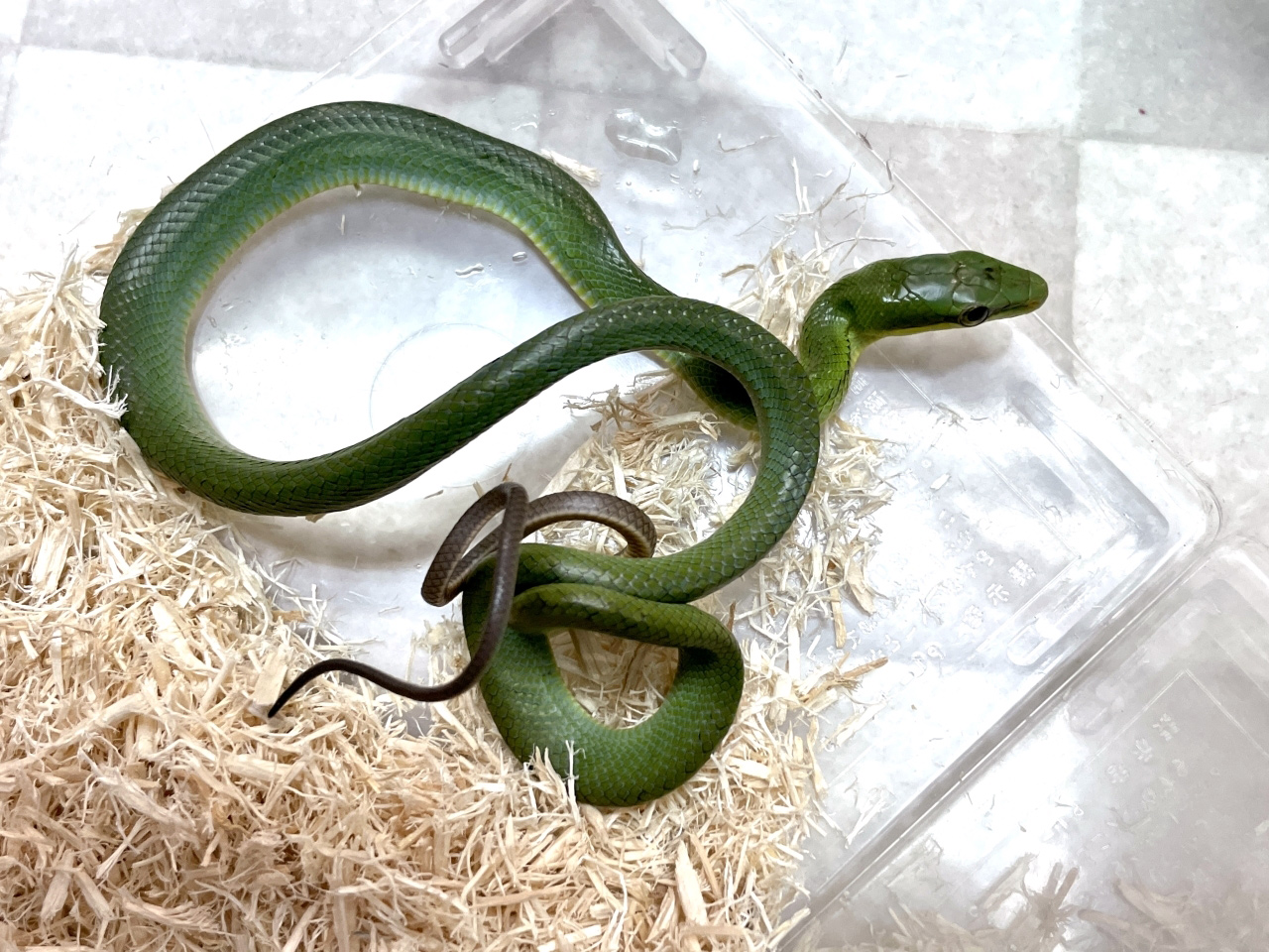 ホソツラナメラ(6)